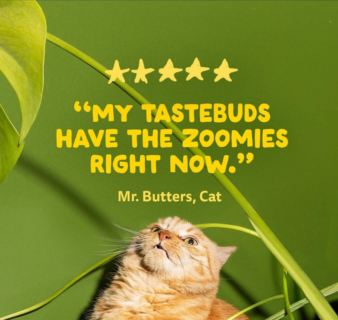 Fonts in Use: Imperfect Font Adds Charm to Edgard & Cooper’s Clever Instagram Posts